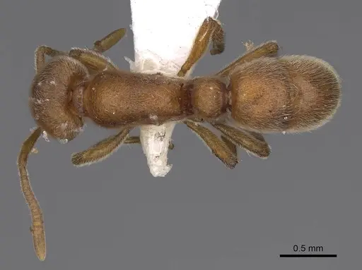 Proceratium arnoldi - CASENT0914281