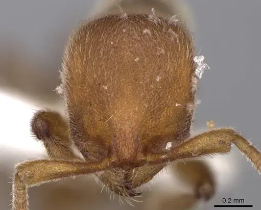 Proceratium arnoldi - CASENT0914281