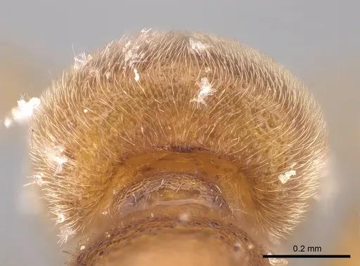 Proceratium arnoldi - CASENT0914281