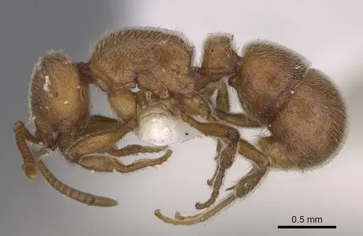 Proceratium arnoldi - CASENT0914281