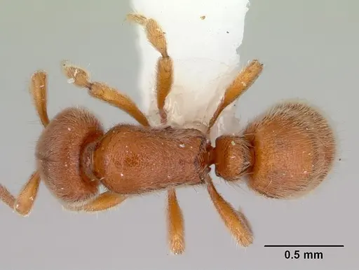 Proceratium australe specimen