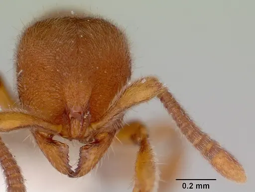 Proceratium australe specimen