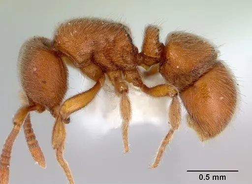 Proceratium australe specimen