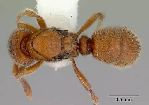 Proceratium australe - CASENT0172122