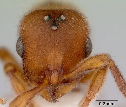 Proceratium australe - CASENT0172122