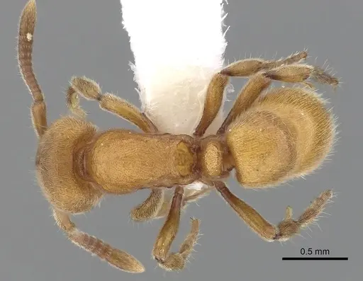 Proceratium australe - CASENT0249261