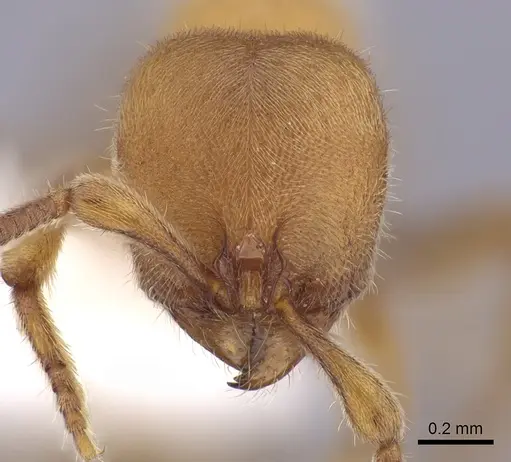 Proceratium australe - CASENT0249261