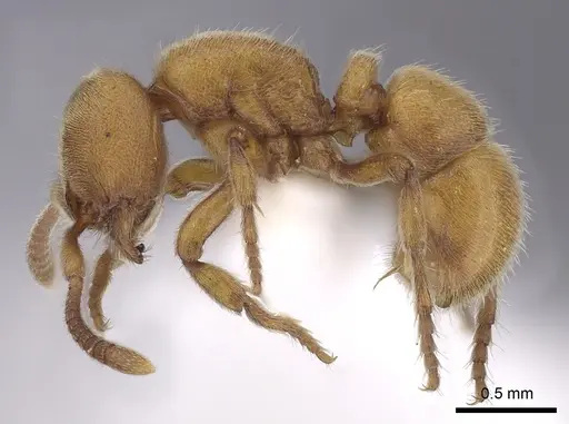 Proceratium australe - CASENT0249261