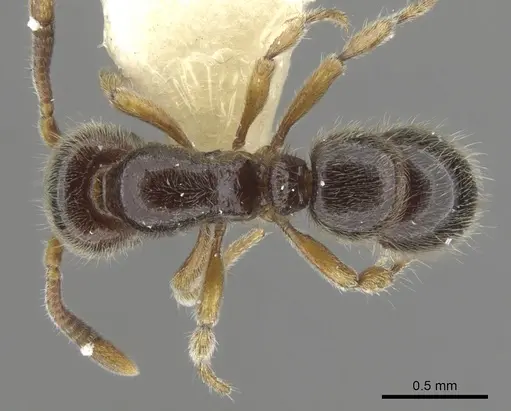 Proceratium austronesicum specimen