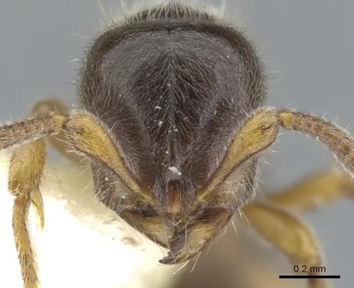 Proceratium austronesicum specimen