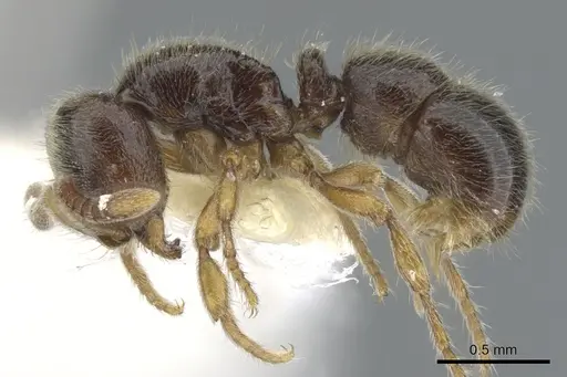 Proceratium austronesicum specimen