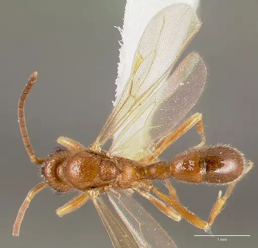 Proceratium avium specimen