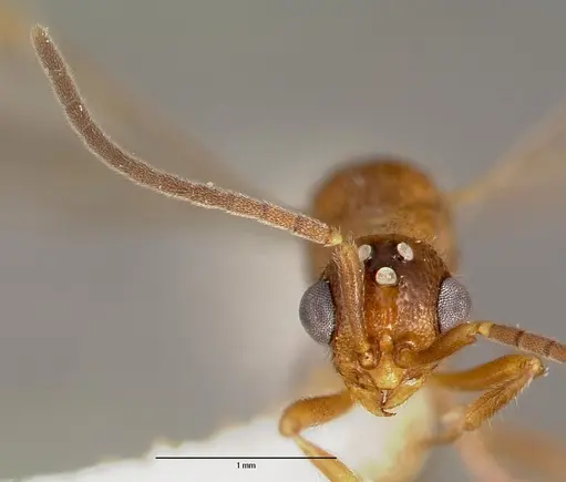 Proceratium avium specimen