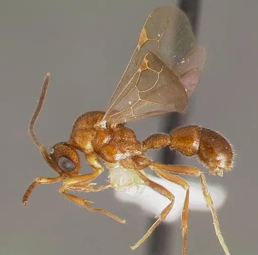 Proceratium avium specimen