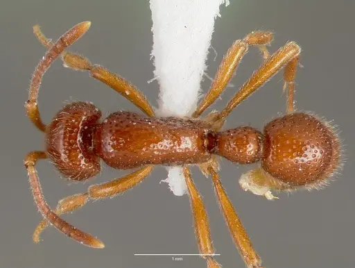 Proceratium avium - CASENT0003316