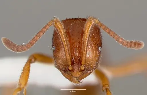 Proceratium avium - CASENT0003316