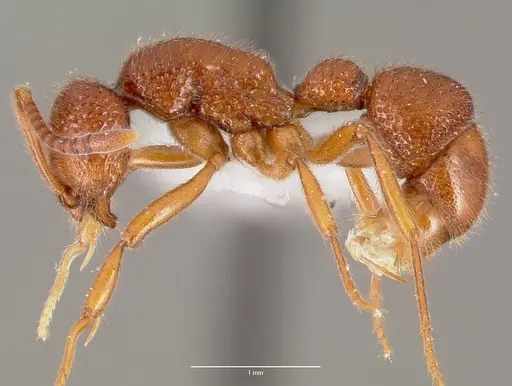 Proceratium avium - CASENT0003316