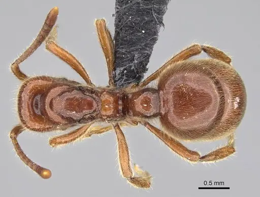 Proceratium avium - CASENT0059012