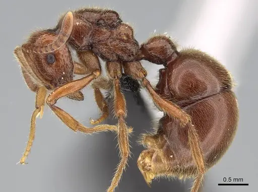 Proceratium avium - CASENT0059012