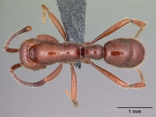 Proceratium avium - CASENT0059014