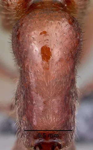 Proceratium avium - CASENT0059014