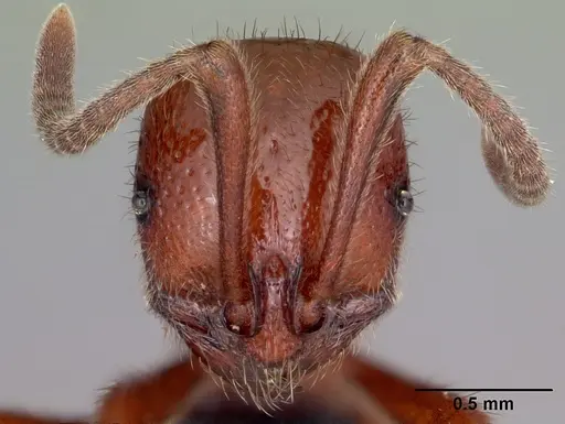 Proceratium avium - CASENT0059014