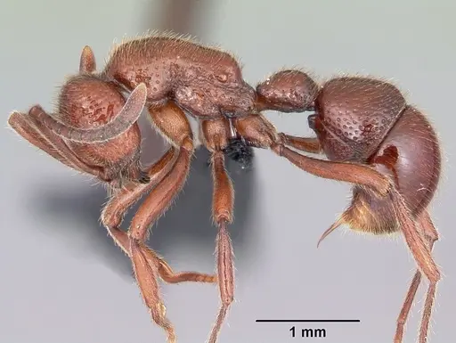 Proceratium avium - CASENT0059014