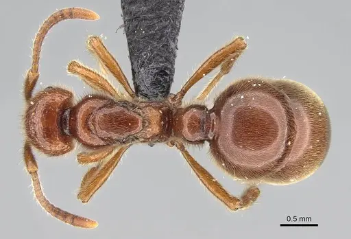 Proceratium avium - CASENT0059019