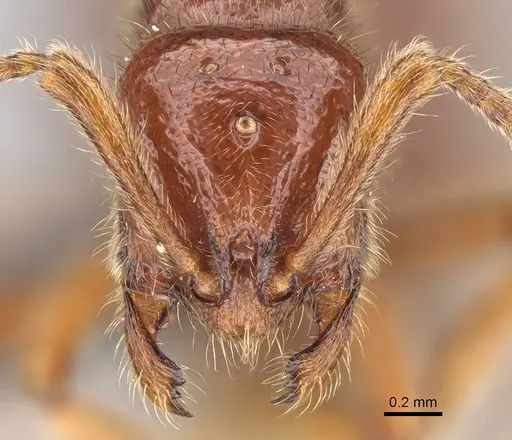 Proceratium avium - CASENT0059019