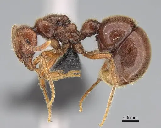 Proceratium avium - CASENT0059019