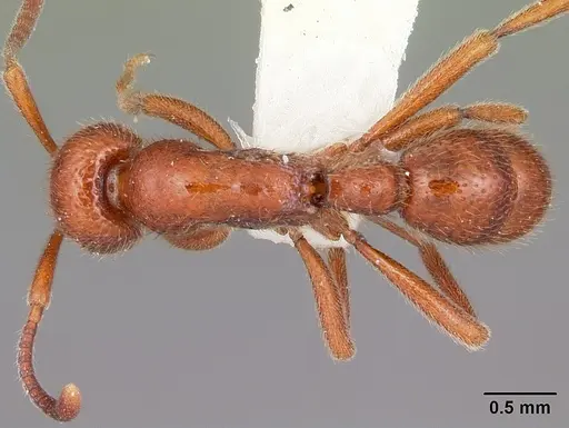 Proceratium avium - CASENT0101676