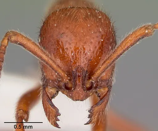 Proceratium avium - CASENT0101676