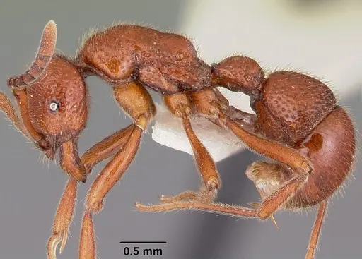 Proceratium avium - CASENT0101676