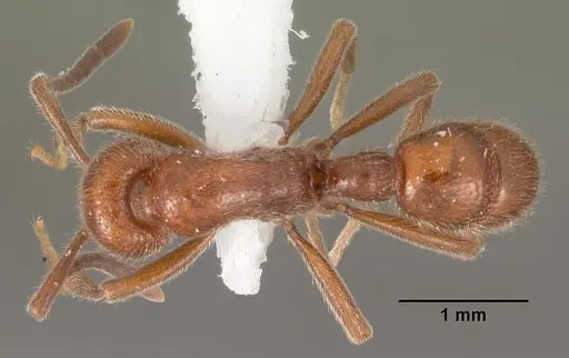 Proceratium avium - CASENT0102214