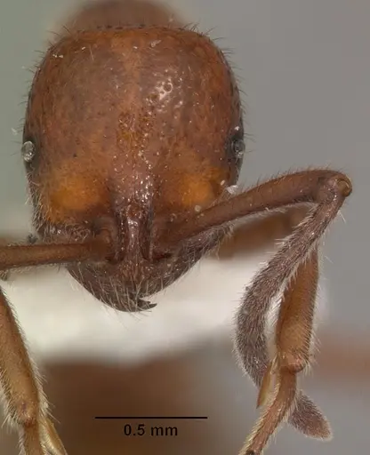 Proceratium avium - CASENT0102214