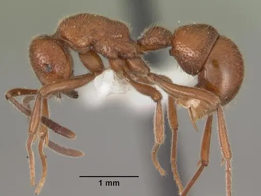 Proceratium avium - CASENT0102214