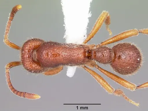 Proceratium avium - MCZTYPE32216