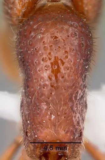 Proceratium avium - MCZTYPE32216