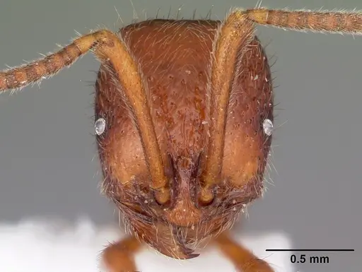 Proceratium avium - MCZTYPE32216