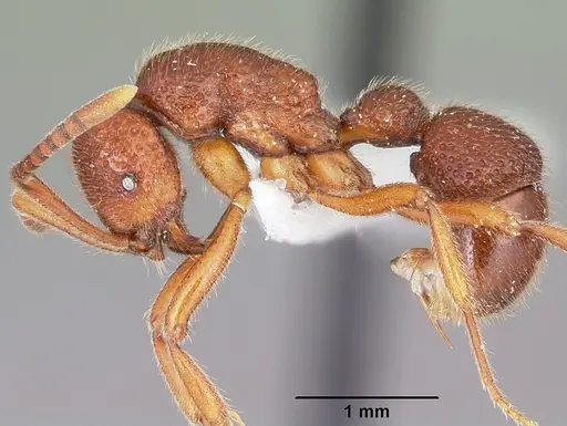 Proceratium avium - MCZTYPE32216