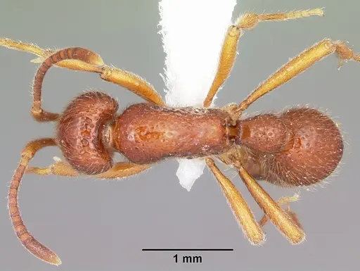 Proceratium avium - MCZTYPE35017