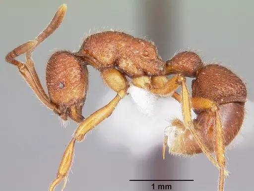 Proceratium avium - MCZTYPE35017