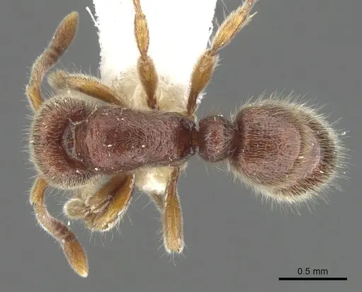 Proceratium banjaranense specimen