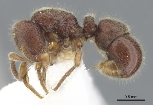 Proceratium banjaranense specimen