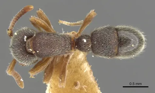 Proceratium boltoni specimen