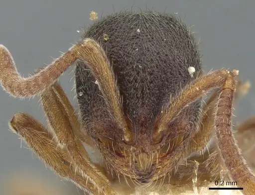 Proceratium boltoni specimen