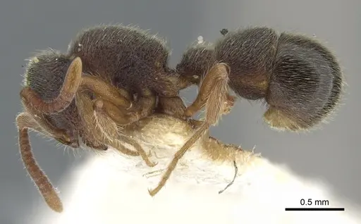 Proceratium boltoni specimen