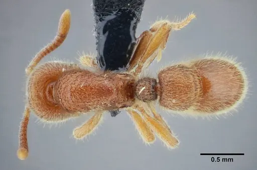 Proceratium brasiliense specimen