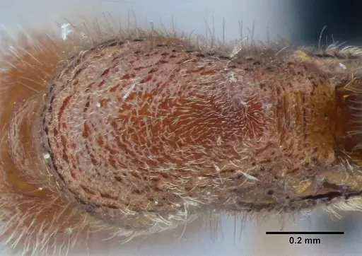 Proceratium brasiliense specimen