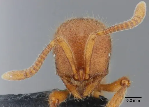 Proceratium brasiliense specimen